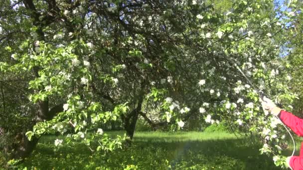 Jardineiro pulverizando macieira — Vídeo de Stock