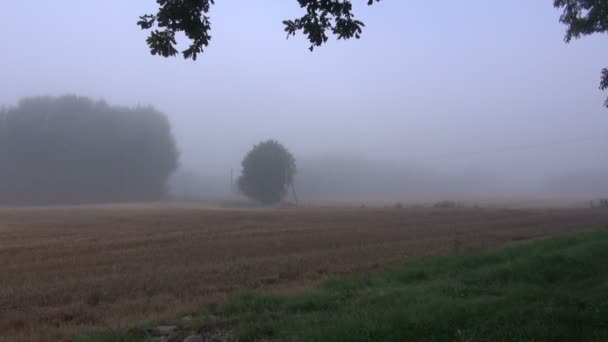 雾领域和灌木丛 — 图库视频影像
