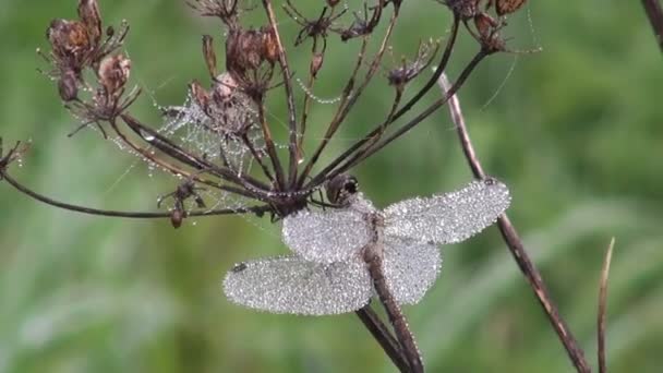 Dauw overdekte dragonfly op gedroogde plant — Stockvideo