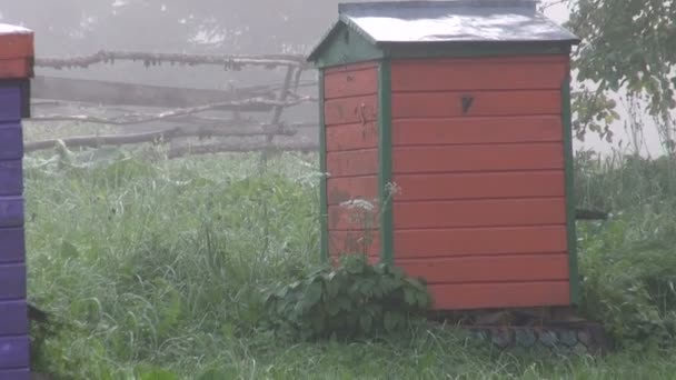 Apiary in early morning — Stock Video
