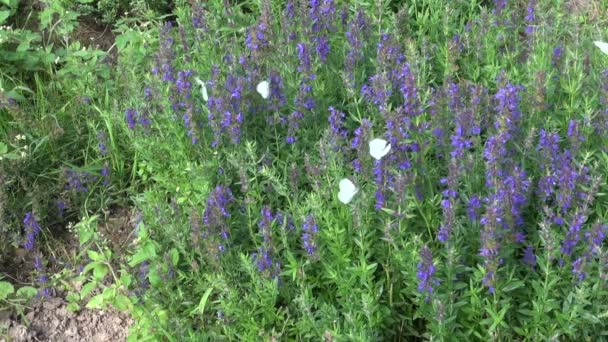 Kupu-kupu Pieris brassicae pada hyssop — Stok Video