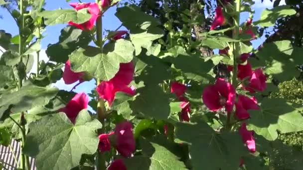 Fiore rosa hollyhock — Video Stock