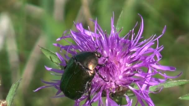 Chafer rosa verde en flor — Vídeo de stock