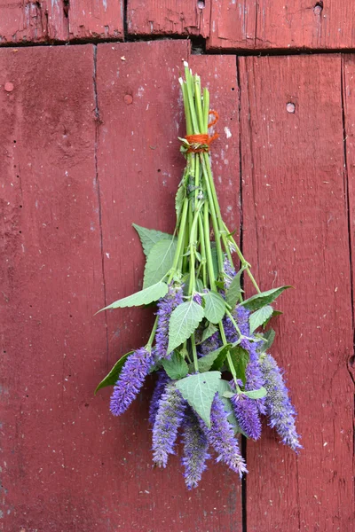 Bando de anis hissopo Agastache foeniculum ervas — Fotografia de Stock