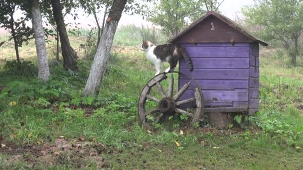 Gato doméstico multicolorido por colmeia — Vídeo de Stock