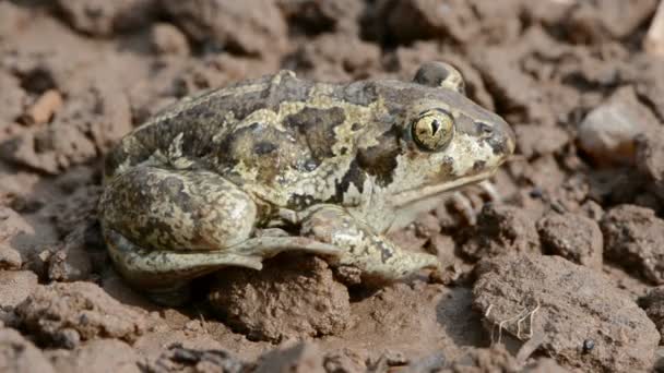 Gemeinsame Spadefoot Atmung — Stockvideo