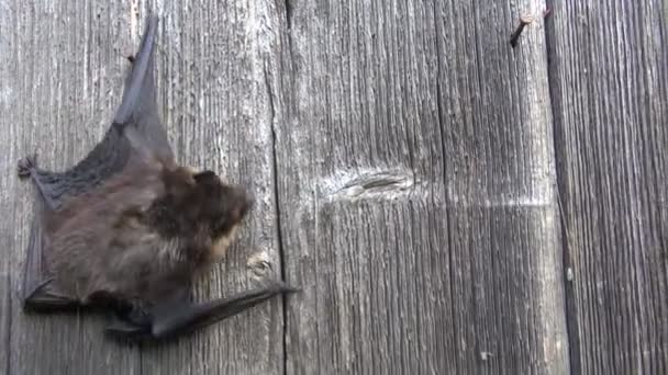 Нортенская летучая мышь Eptesicus nilssonii ползает по деревянной стене — стоковое видео