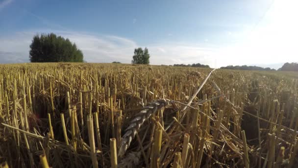 新鮮な収穫の小麦畑、時間経過 4 k のある風景します。 — ストック動画