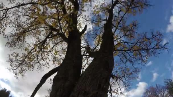 Gulnande lönn träd mot himlen, tidsinställd 4k — Stockvideo