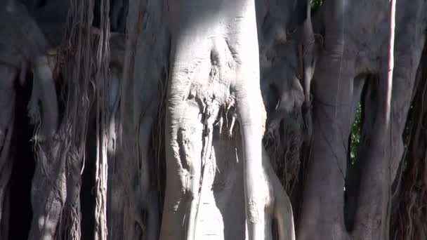 Ficus árbol en el jardín botánico — Vídeo de stock