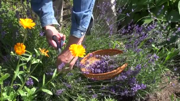 Tukang kebun mengoleksi lavender — Stok Video