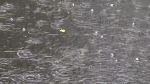 Regen fällt auf den Teich — Stockvideo