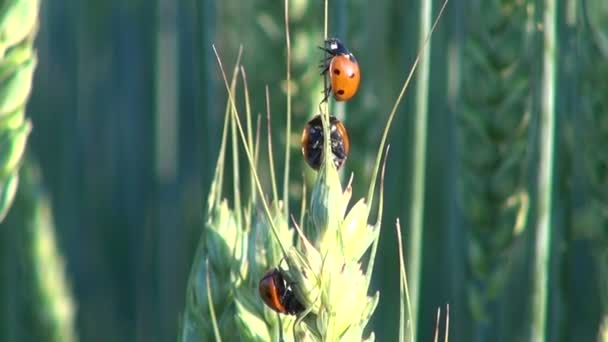 Lady bugs on wheat ear — Stock Video