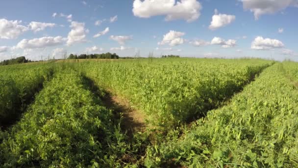 Chmury poruszające się nad polem grochu, upływ czasu 4k — Wideo stockowe