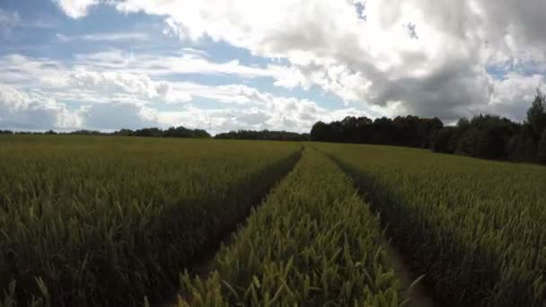Пейзаж с зеленым созревающим пшеничным полем, срок годности 4k — стоковое видео
