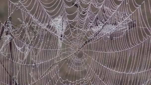 Tau bedeckte Spinnweben — Stockvideo