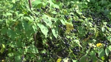 Siyah itüzümü Solanum nigrum çilek