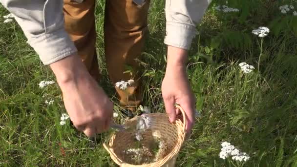 Herbalist escolhendo yarrow em cesta de vime, 4K — Vídeo de Stock