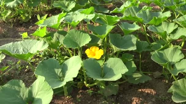 Yellow flowering pumpkin, 4K — Stock Video