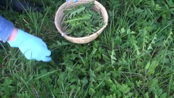 Jardinero recogiendo hojas de diente de león — Vídeo de stock