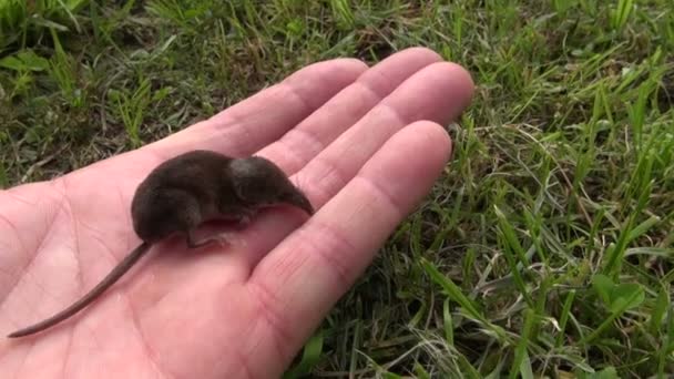 Common Shrew Sorex araneus on hand — Αρχείο Βίντεο