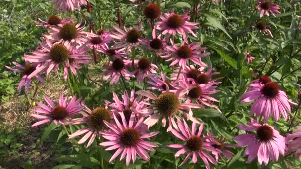 Pink Echinacea flowering — Stock video