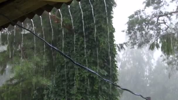 Rainfall in summer — ストック動画