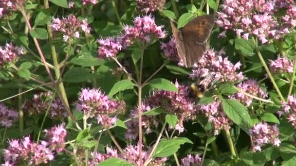 Hommel en vlinder op oregano over oregano — Stockvideo