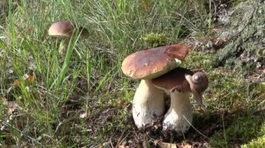 Boletus mantarı mantar ve salyangoz