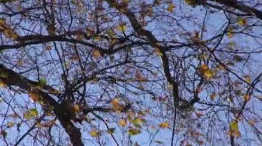 Sonbahar huş ağacı yaprakları Rüzgar, doğa arka plan hareketli