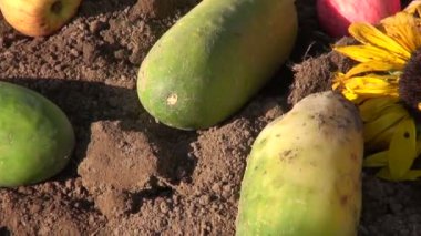 Meyve ve sebze kompost yığın üzerinde