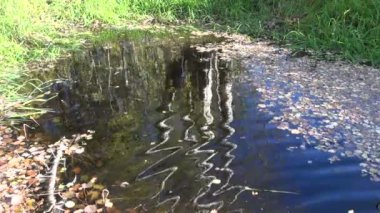 Gölet, doğa arka plan üzerine düşünceler