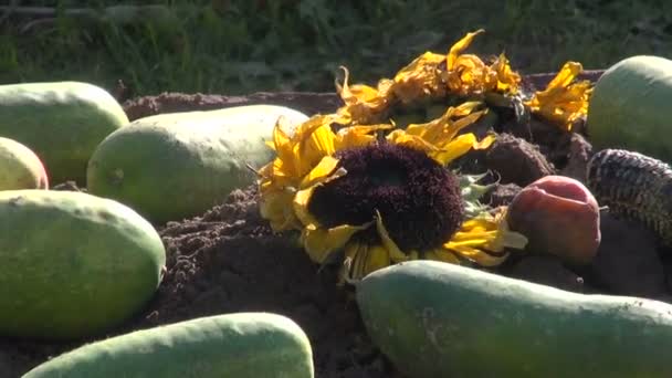 Meyve, çiçek ve sebze kompost yığın üzerinde — Stok video