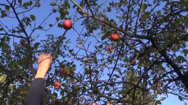 Jardinero recogiendo manzanas maduras — Vídeos de Stock