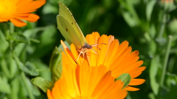 Brimstone mariposa en la caléndula — Vídeo de stock