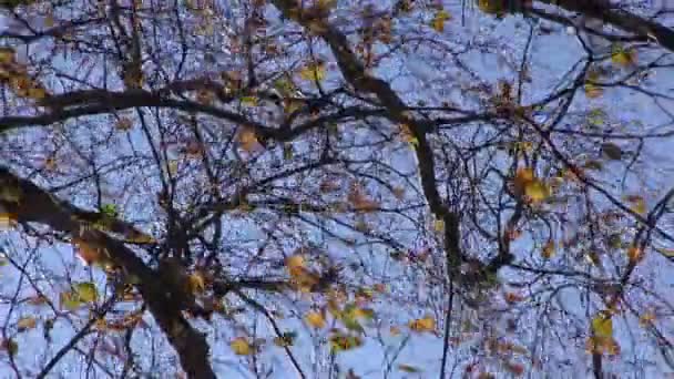 Outono bétula árvore folhas em movimento no vento, natureza fundo — Vídeo de Stock