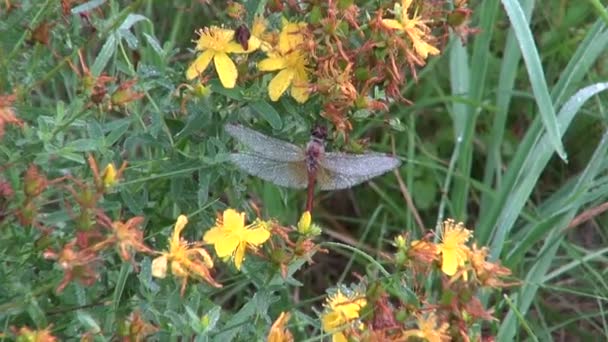 Rugiada coperta libellula sulla pianta — Video Stock