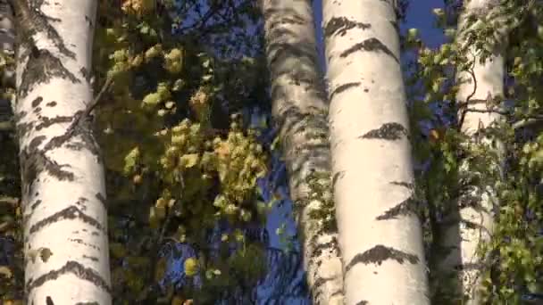 Berk boomstammen en blaadjes bewegen in de wind — Stockvideo