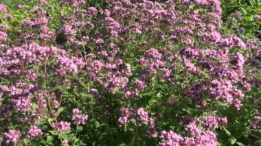 Kekik Bumblebee grubu