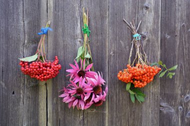 Coneflower Echinacea, kartopu ve rowan berry grup ahşap duvar üzerinde