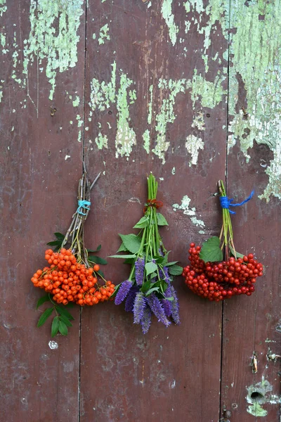 罗文和荚蒾浆果和茴香牛膝草束 — 图库照片