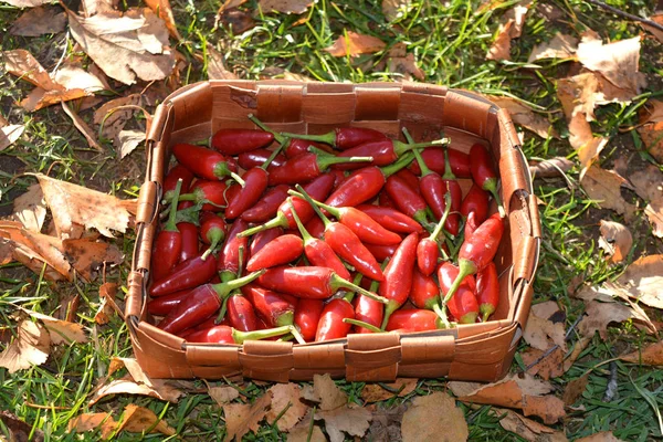 Red chilli pepper harvest in basket on garden grass — Stock Photo, Image