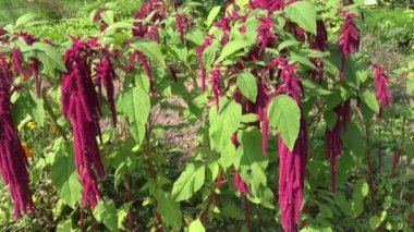 Bahçede çiçekli Amaranthus