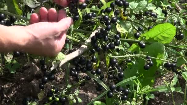 Solanum americanum bobule — Stock video