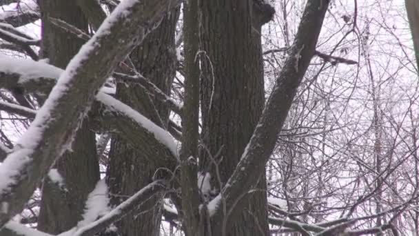 Old linden trees in winter — Stock Video