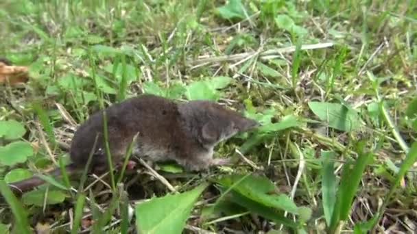 Common shrew in grass — Stock Video