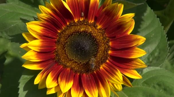 Bee picking pollen on sunflower — Stock Video