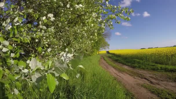 Field of yellow flowering rapeseed, 4K — Stock Video