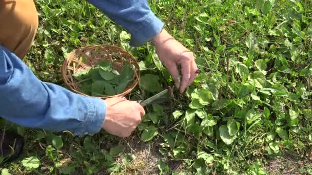 Homem escolhendo médico Plantago grandes folhas, 4K — Vídeo de Stock