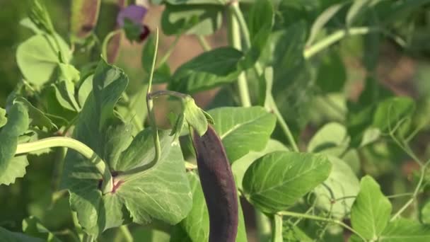 Pois violet et autres légumes, 4K — Video